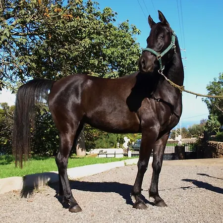 Alibaba Santa Úrsula