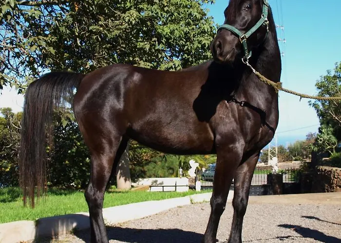 Alibaba Santa Úrsula